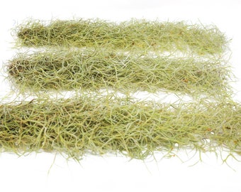 Tillandsia Usneoides Air Plant / Spanish Moss / 2-3 Feet Long / Live Plant
