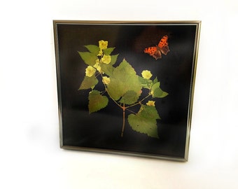 Real Hops Bine and Eastern Comma Butterfly Framed Botanical Shadowbox