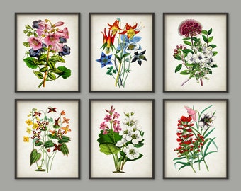 Flower Prints Set Of 6 #1 - Antique Flowers Botanical Poster - Flower Book Plate Illustration - Plant Biology - Flower Art Print - AB493