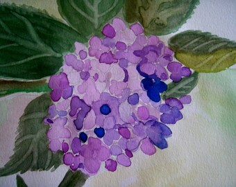 Hydrangea Blossom Watercolor