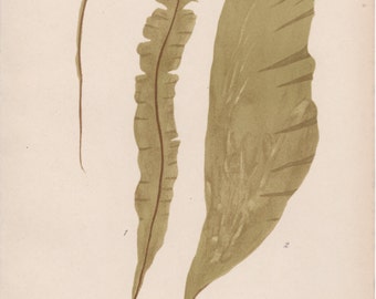 1909 Brown seaweed Antique Print Alga Vintage Botanical Illustration Laminariaceae Algen Botany Kelp Brown Algae Badderlocks Saccharina
