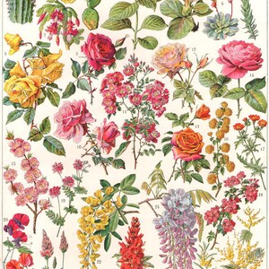 FRENCH FLOWERS CHART from 114 Year Old antique flower botanical art print Victorian vintage prints old art lithograph prints A4 A3 A2
