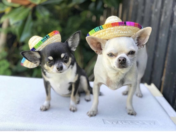 Sombrero || Mini Sombrero || Dog Hat || Straw Hat || Mini Sombrero || Fiesta Party || Fiesta Hat