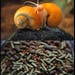 Super Freshwater Snail & Shrimp Mix