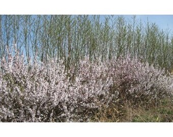 10 Nanking Cherry Seeds, Prunus tomentosa