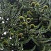 Araucaria araucana, Chilean jewelry FIR 3 seeds