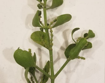 Mistletoe, organic. Ready for creating!