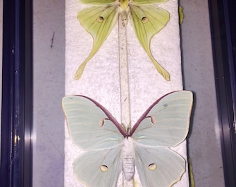 Luna Moth Pair