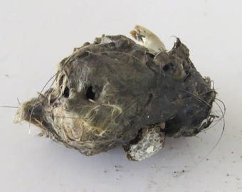 Owl Pellet to Dissect from Rodent Mouse Rat, Teeth, Fur Whiskers Bones, Creepy Specimen