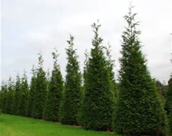 Green Giant Arborvitae Evergreen Seedlings