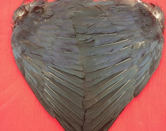 A Pair of English Carrion Crow Wings air dried and ready for use.