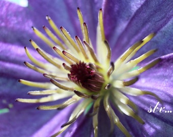 Photography "clematis diversofolia Hudson River