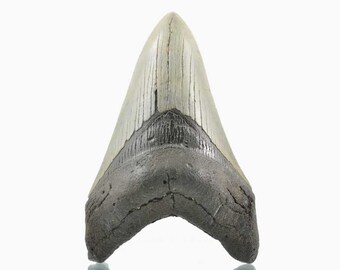 Genuine Carcharodon Megalodon tooth.