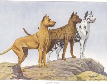 1900s Print GREAT DANES Standing on Rocks by Louis Agassiz Fuertes