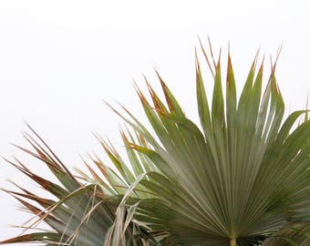 Botanical Bliss - Fine Art Photography