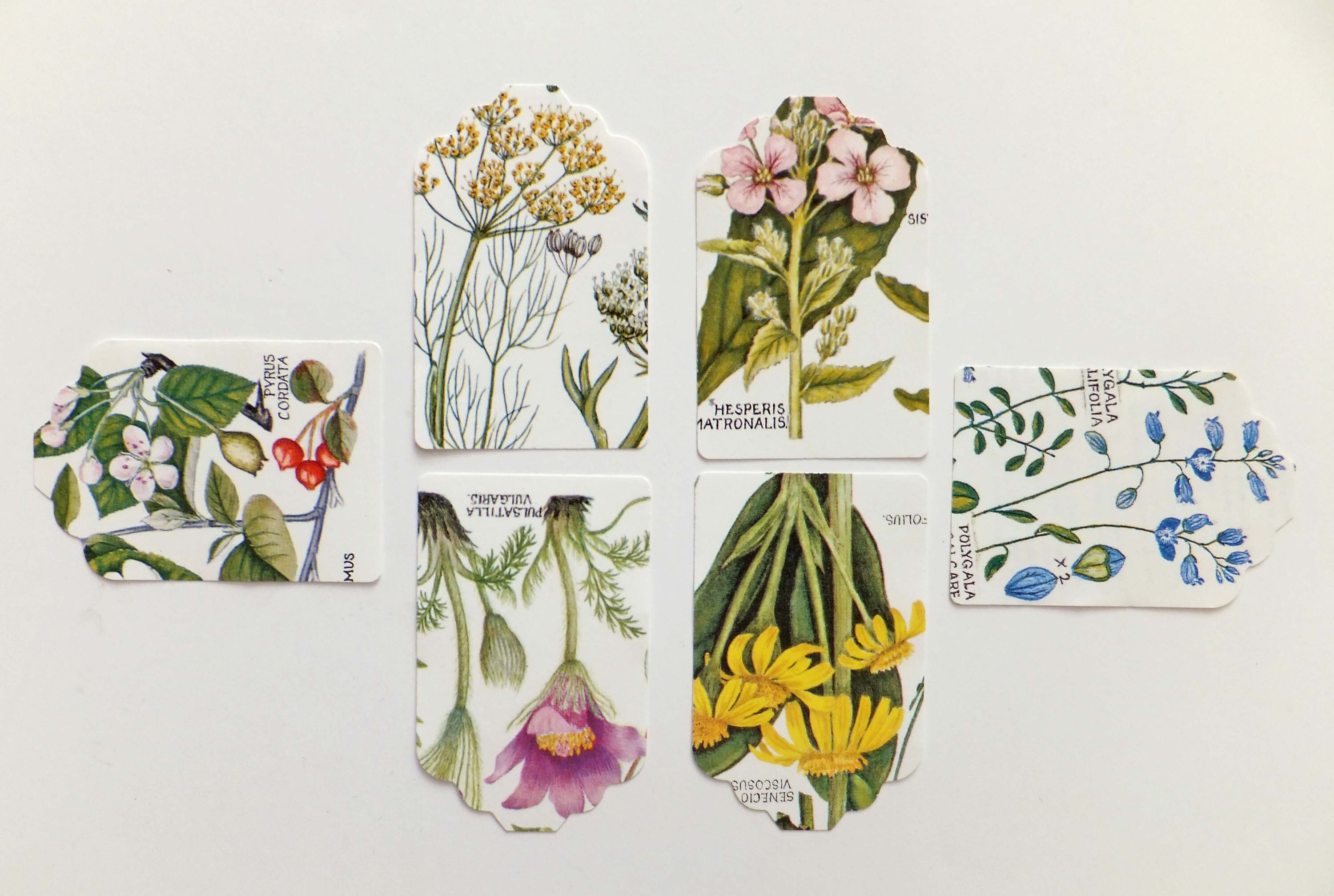 Botanical Gift tags Hang tags Scrapbook embellishments card