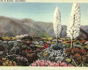 Yuccas, Blooming, California - Postcard - Vintage Postcard - Unused (PP)