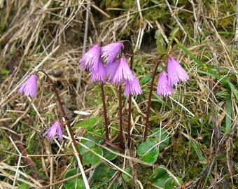 40 Soldanella alpina Seeds, alpine snowbell or blue moonwort
