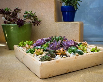 Succulent