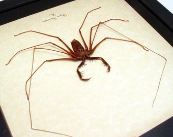 Real Framed Scary Cave Spider Conservation Quality Display 2307s