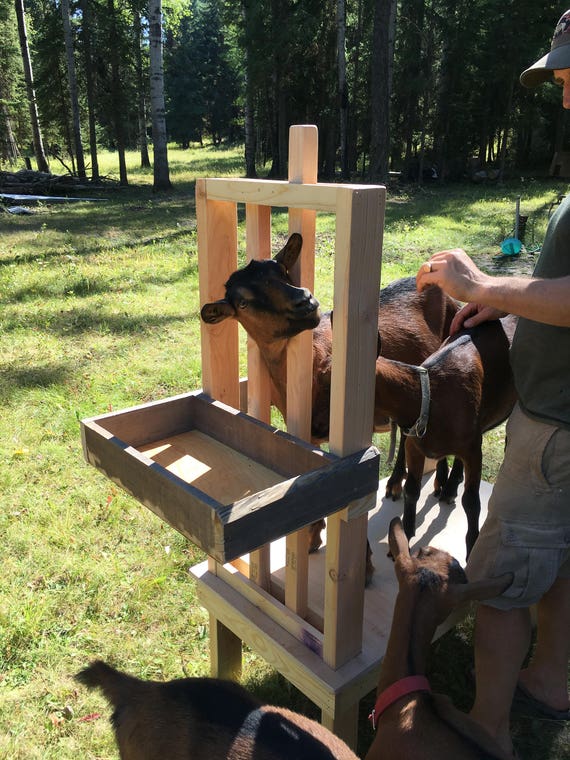 Goat Milking Stand/Stanchion