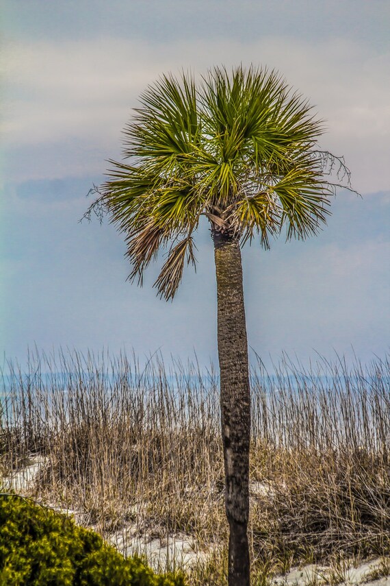 PALMETTO STATE of MIND south carolina beach tree ocean