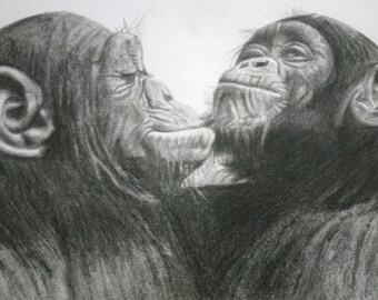 Two Chimps Chimpanzees Animal Print Graphite Pencil Drawing A4 and A3