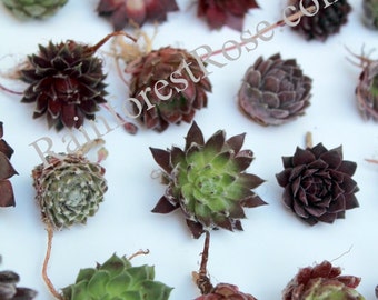 LOT 50 Sempervivums plants Assorted about 50 varieties Rosette Succulents Cactus Echeveria wholesale for wedding