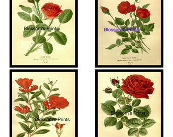 Set of 4 Flower prints Moss Rose, Monthly Rose, Pomegranate, Rose