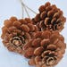 Pine Cone Roses | Pine Cones | Home Decor | Stemmed Pine Cones