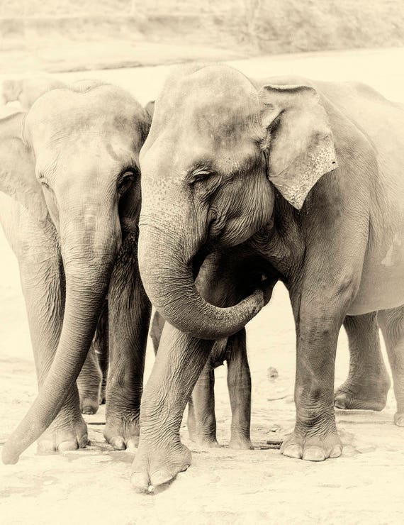 Elephant prints, Sri Lankan Elephants, Animal prints, Black and White Print, Travel Print, Limited Edition Prints