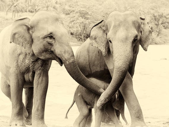RIVER ELEPHANTS 3. Elephant Print, Sri Lanka, Giclee Print, Wildlife Photography, Limited Edition Print, Travel Photography