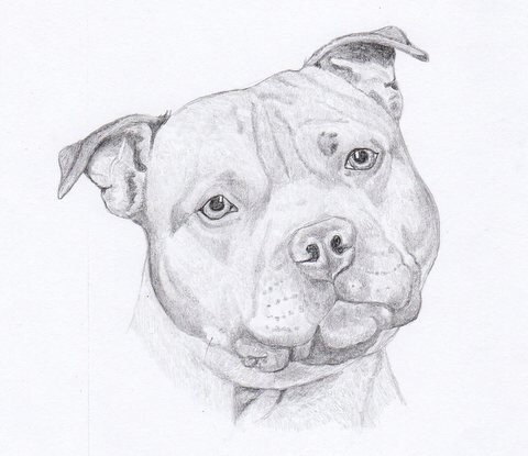 Staffordshire Bull Terrier Signed Personalized Original Pencil