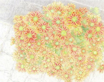 Look at my chrysanthemums