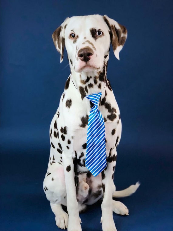Dog Neck Tie || Neck Tie || Dog Tie || formal Dog Costume || Striped Blue Tie