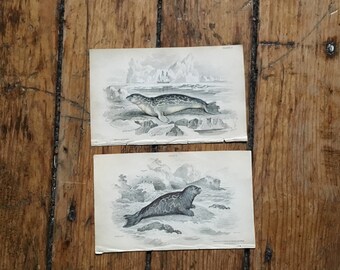 c.1833 ANTIQUE SEAL PRINTS - original antique sea life prints - Jardine animal prints - marine mammals - set of 2 hand colored engravings