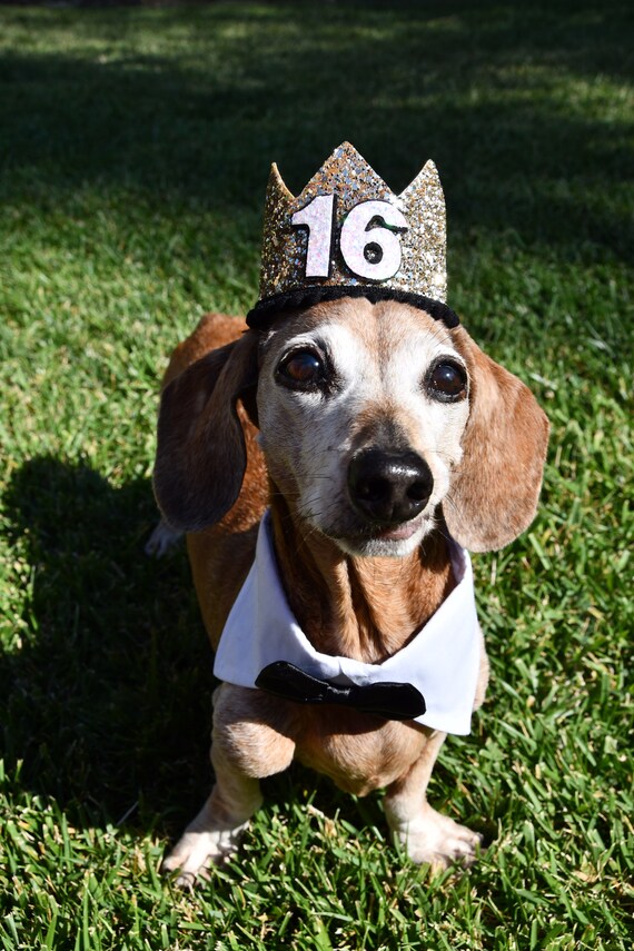 Dog Birthday Crown Hat || Animal Party Hat || Cat Kitty Puppy Pig Birthday Crown Hat || Add Any Number