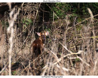 Photo print 'Buck Muntjac Deer'