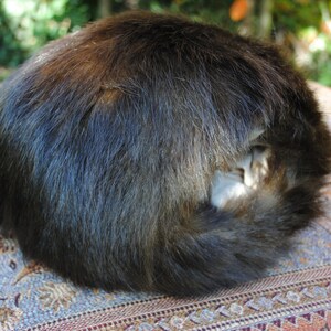 Muff in America bookworm fur