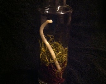 Raccoon Baculum, FREE SHIPPING in a jar with moss