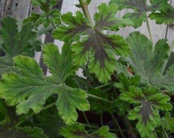 Chocolate Peppermint Scented Geranium, Live Plant, Scented Pelargonium in 4 Inch Pot, Great for Patio Pots and Container Gardens