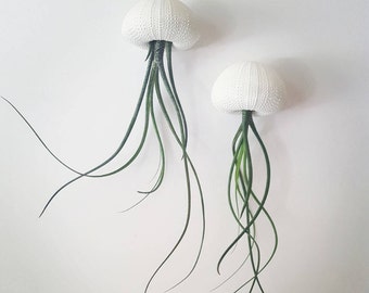 Two "Butzii" Jellyfish Air Plants, Hanging Air Plants in Sea Urchin Shell