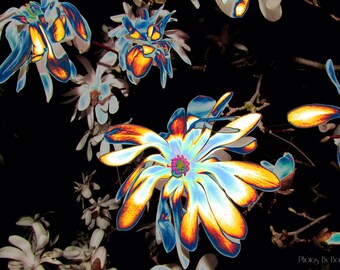 Magnolias in the Moonlight