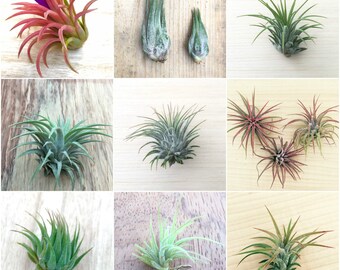 10 Pack assorted Tillandsia ionantha air plants - Rainforest Alliance Donation Item!