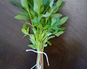 Hermit Crab Food Wild Micro Greens: Wild Poinsettia all-natural pet food limited quantity