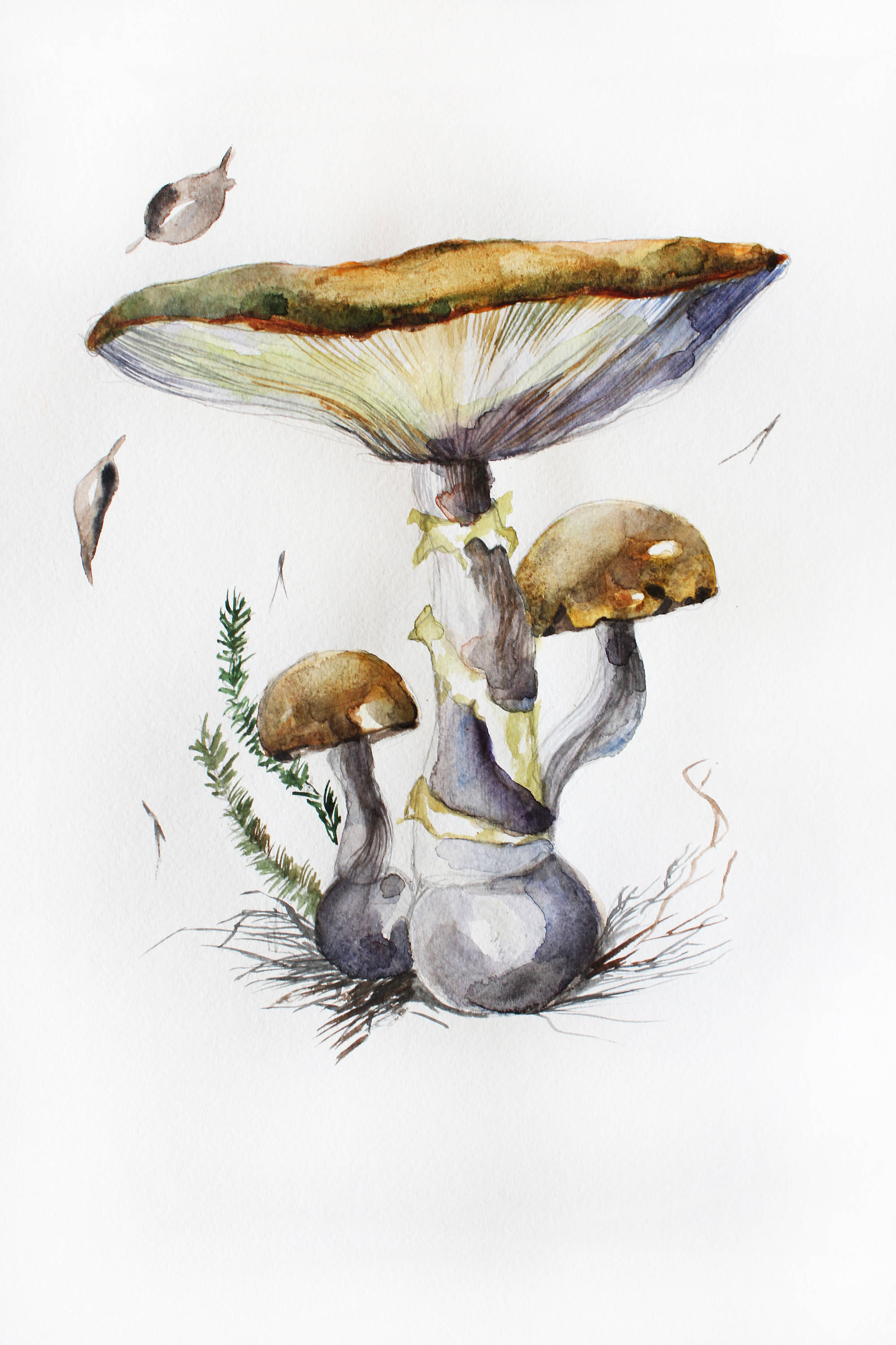 Mushrooms watercolor original Mushrooms art botanical art