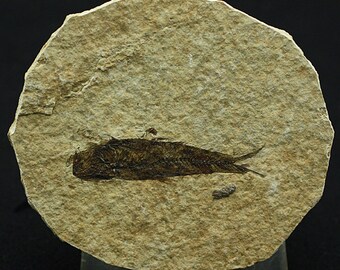 Fossil Fish genus Knightia, Wyoming