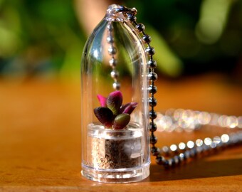 Live Succulent Necklace // Sunrise Succulent Terrarium Necklace