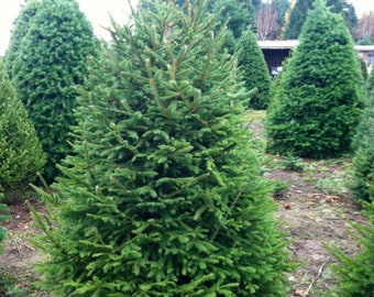 2 Live Norway Spruce trees! 1 to 2 feet tall. Christmas tree, landscape, live plant, evergreen tree
