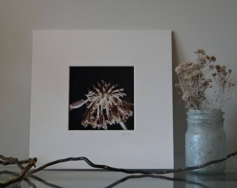 Seed the Change: Microscopic Photography
